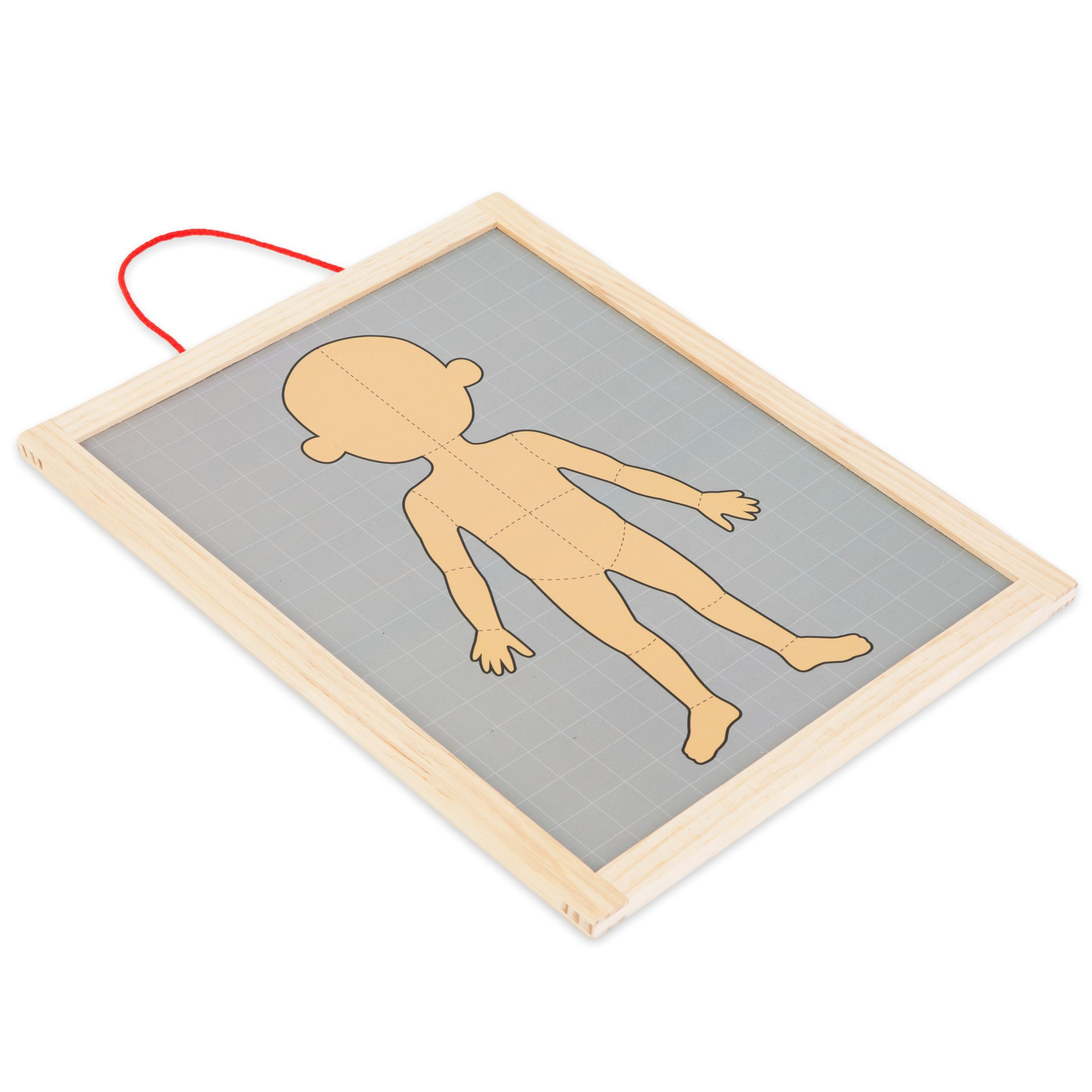 Magnetické hádanky - Veda o anatómii - Ľudské telo