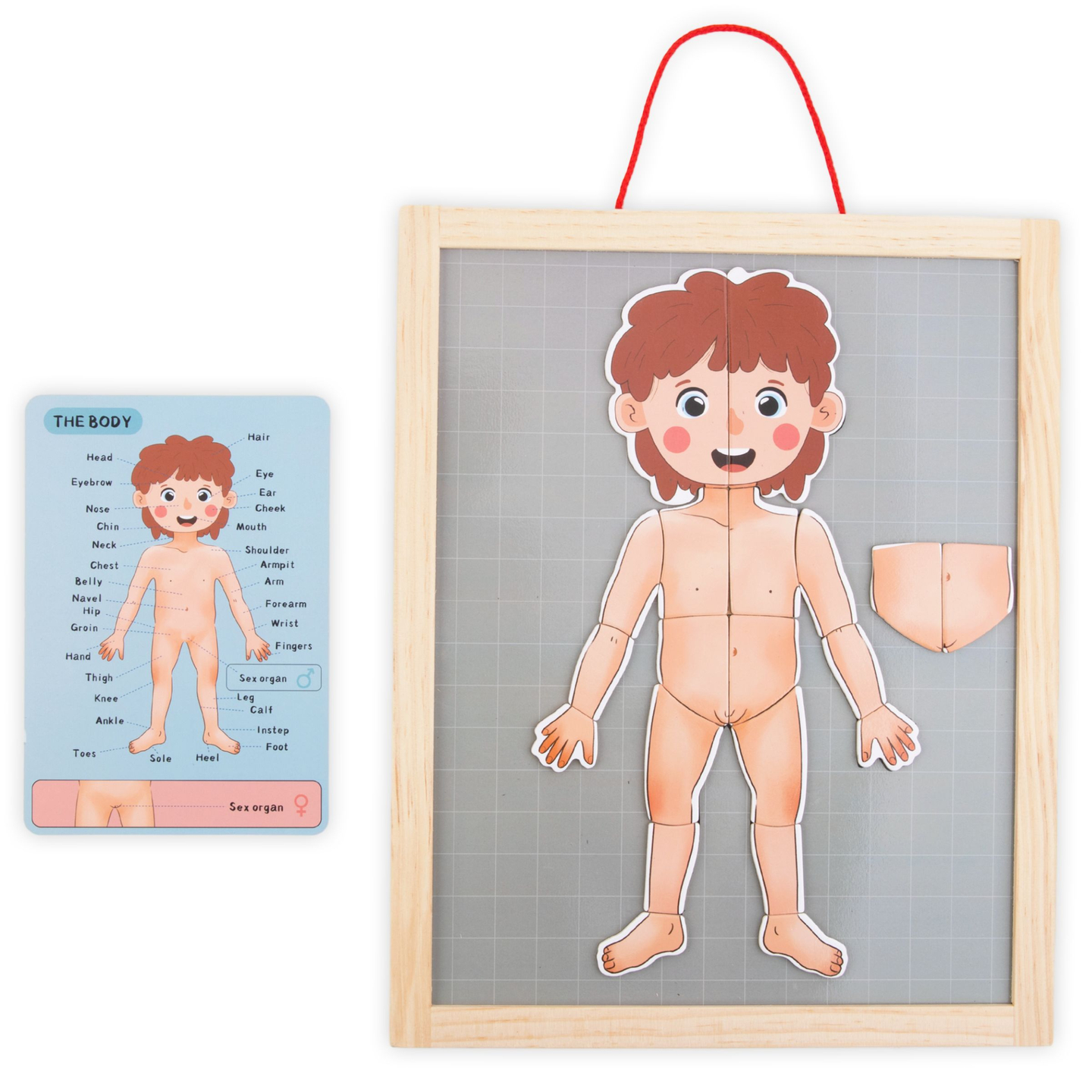 Magnetické hádanky - Veda o anatómii - Ľudské telo