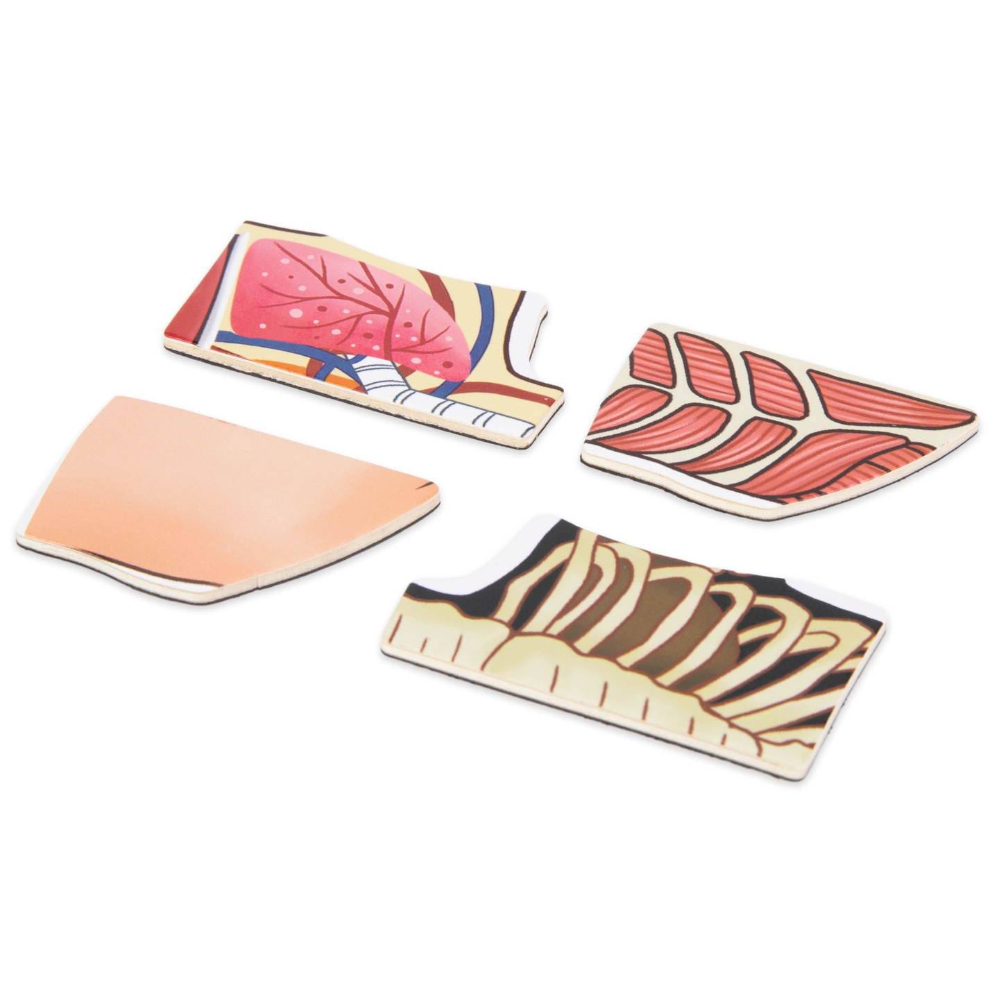 Magnetické hádanky - Veda o anatómii - Ľudské telo